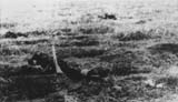 Pe campul de lupta N-E Vigoda este cazuta grupa de comanda a maiorului Filimon (R. 2 dorobanti). 10 octombrie 1941.